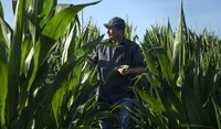 Farmer in Corn Field
